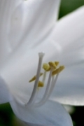 bialy kwiat